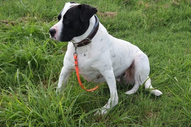 Archer, an adoptable Pointer, Pit Bull Terrier in Farmersville, TX, 75442 | Photo Image 3