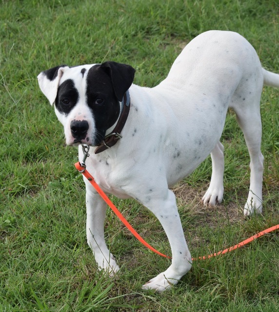Archer, an adoptable Pointer, Pit Bull Terrier in Farmersville, TX, 75442 | Photo Image 4