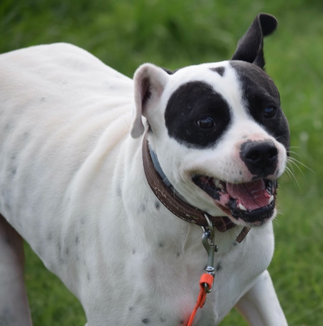 Archer, an adoptable Pointer, Pit Bull Terrier in Farmersville, TX, 75442 | Photo Image 5