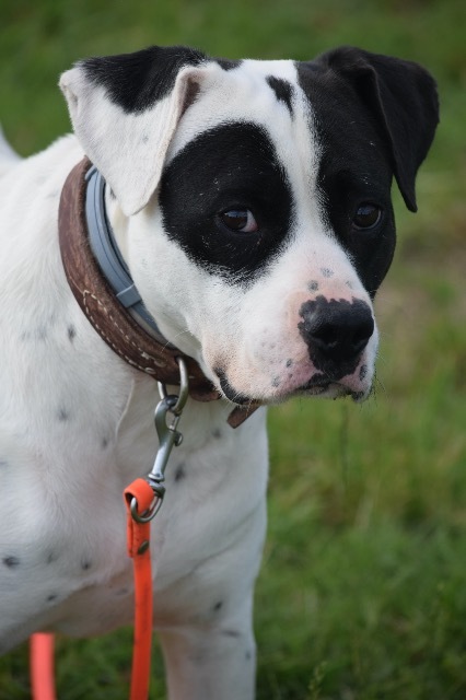 Archer, an adoptable Pointer, Pit Bull Terrier in Farmersville, TX, 75442 | Photo Image 6