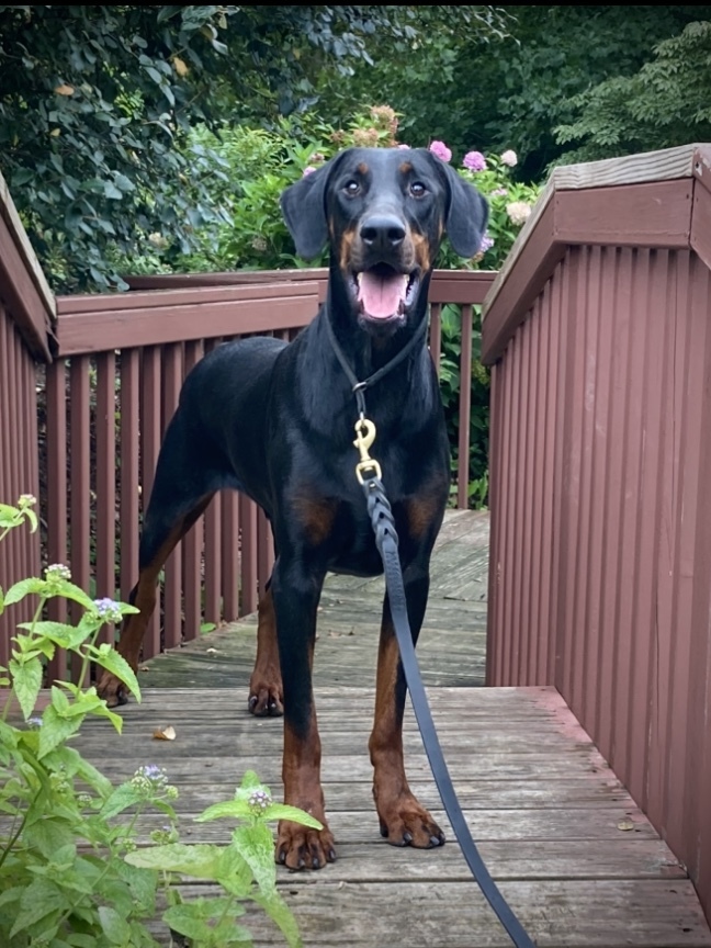 Doberman store puppy rescue