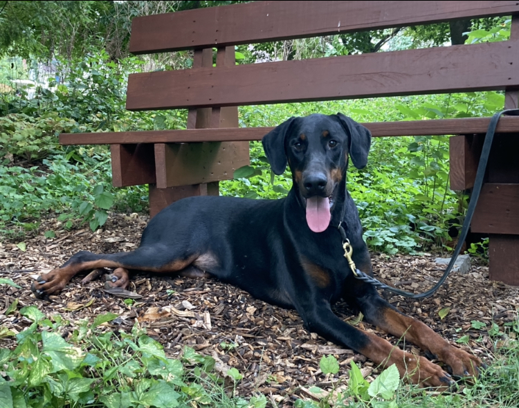 Cooper, an adoptable Doberman Pinscher in New Holland, PA, 17557 | Photo Image 2