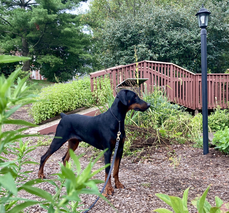 Cooper, an adoptable Doberman Pinscher in New Holland, PA, 17557 | Photo Image 3