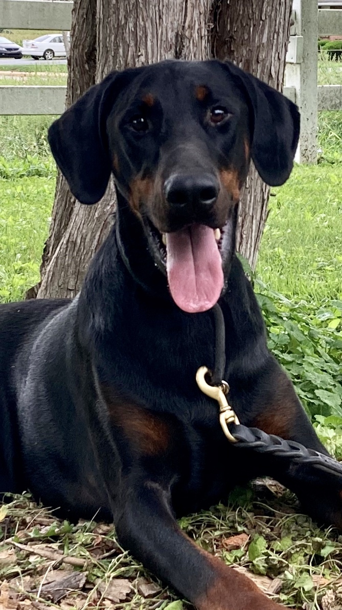 Dog for adoption - Cooper, a Doberman Pinscher in New Holland, PA