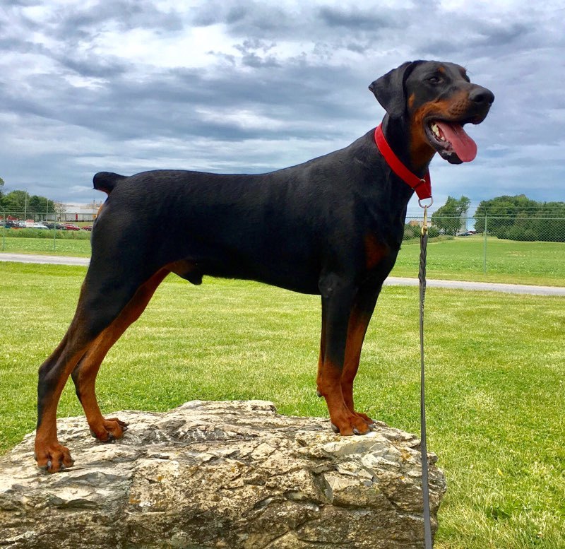 Cooper, an adoptable Doberman Pinscher in New Holland, PA, 17557 | Photo Image 5