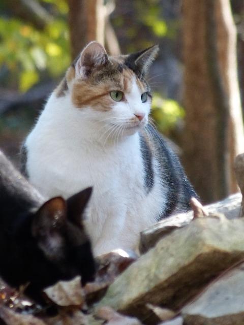 Callista, an adoptable Domestic Short Hair in Pittsboro, NC, 27312 | Photo Image 1