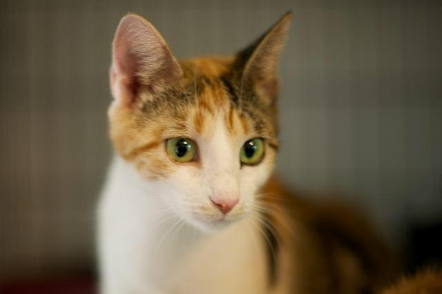 Callista, an adoptable Domestic Short Hair in Pittsboro, NC, 27312 | Photo Image 2