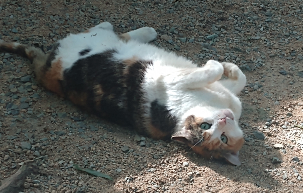 Callista, an adoptable Domestic Short Hair in Pittsboro, NC, 27312 | Photo Image 3