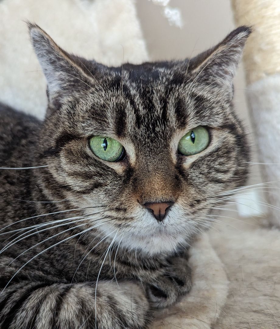 Angeline, an adoptable Tabby in Xenia, OH, 45385 | Photo Image 1