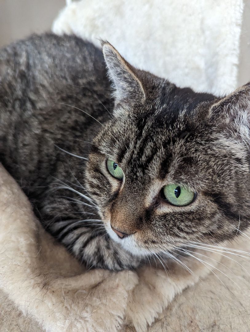 Angeline, an adoptable Tabby in Xenia, OH, 45385 | Photo Image 6