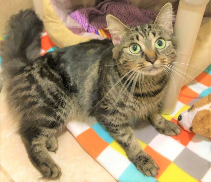 Cat for adoption - Lexus, a Domestic Medium Hair & Tabby ...