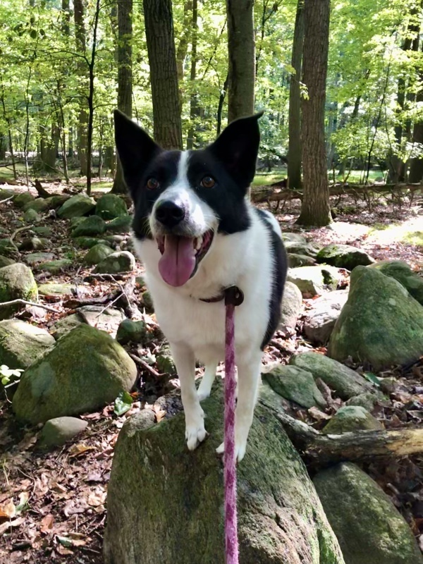 Shiba inu collie store mix