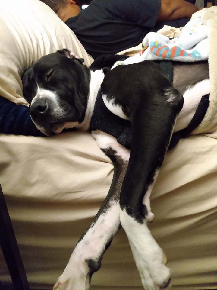 Dog For Adoption Banjo A Pit Bull Terrier In Trenton Nj Petfinder
