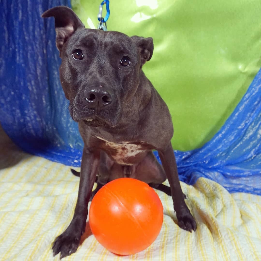 Beans, an adoptable Pit Bull Terrier in Detroit, MI, 48202 | Photo Image 2
