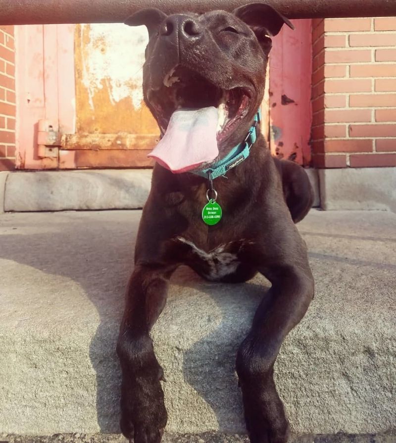 Beans, an adoptable Pit Bull Terrier in Detroit, MI, 48202 | Photo Image 3