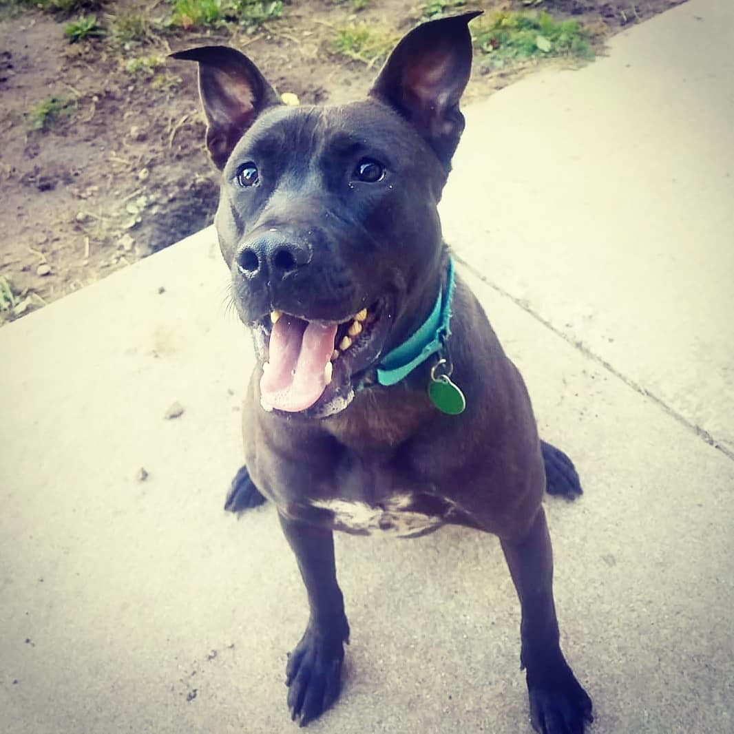 Beans, an adoptable Pit Bull Terrier in Detroit, MI, 48202 | Photo Image 1