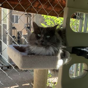 Cats For Adoption Near Rio Rancho Nm Petfinder