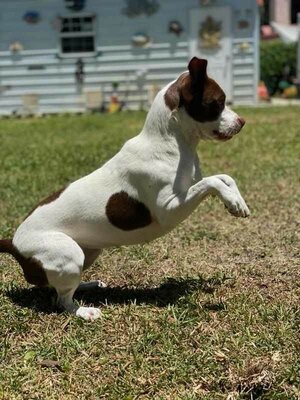 Dog for adoption - Dobby, a Terrier Mix in Jacksonville ...