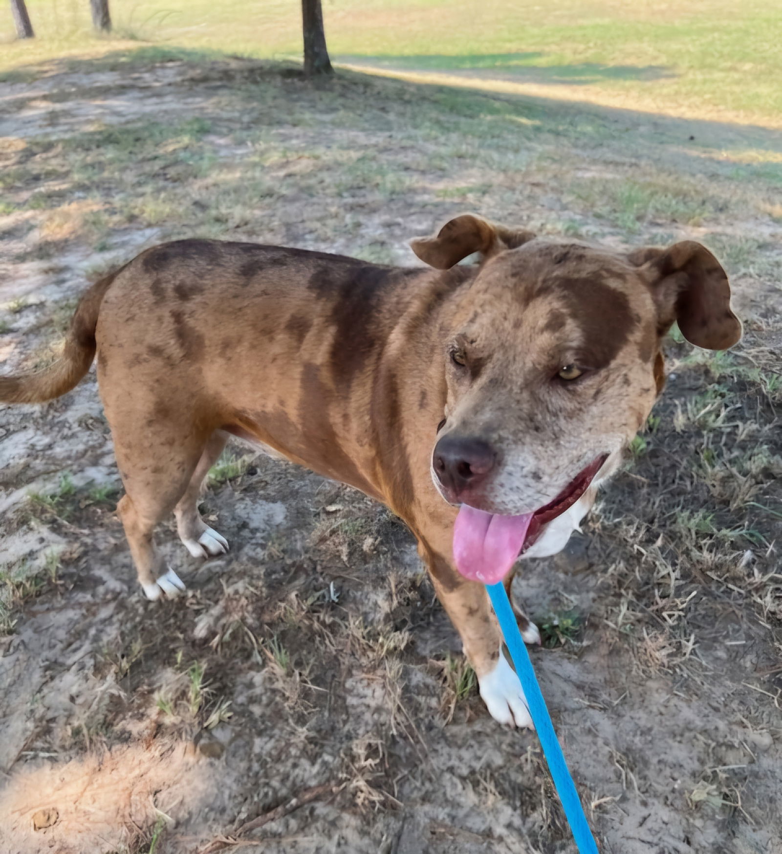 Diego, an adoptable Pit Bull Terrier, American Bulldog in Gun Barrel City, TX, 75147 | Photo Image 1