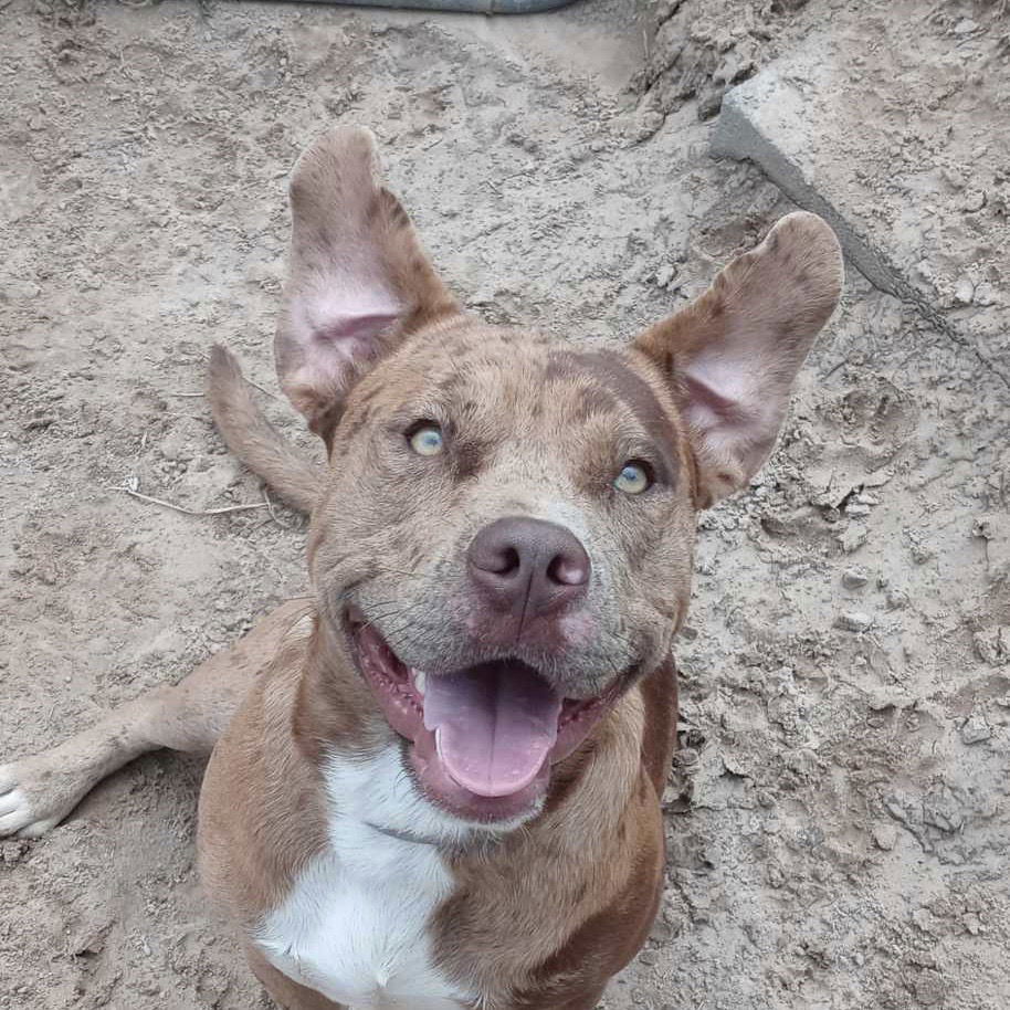 Diego, an adoptable Pit Bull Terrier, American Bulldog in Gun Barrel City, TX, 75147 | Photo Image 2