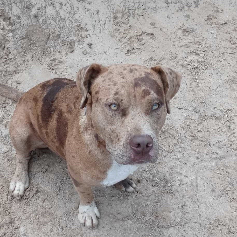 Diego, an adoptable Pit Bull Terrier, American Bulldog in Gun Barrel City, TX, 75147 | Photo Image 3