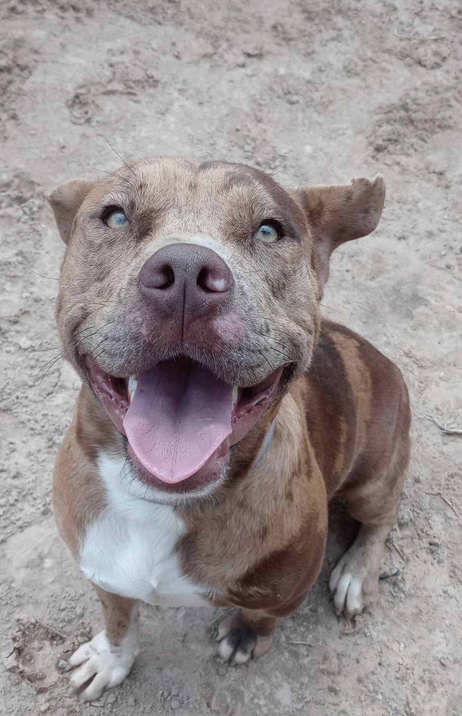 Diego, an adoptable Pit Bull Terrier, American Bulldog in Gun Barrel City, TX, 75147 | Photo Image 3