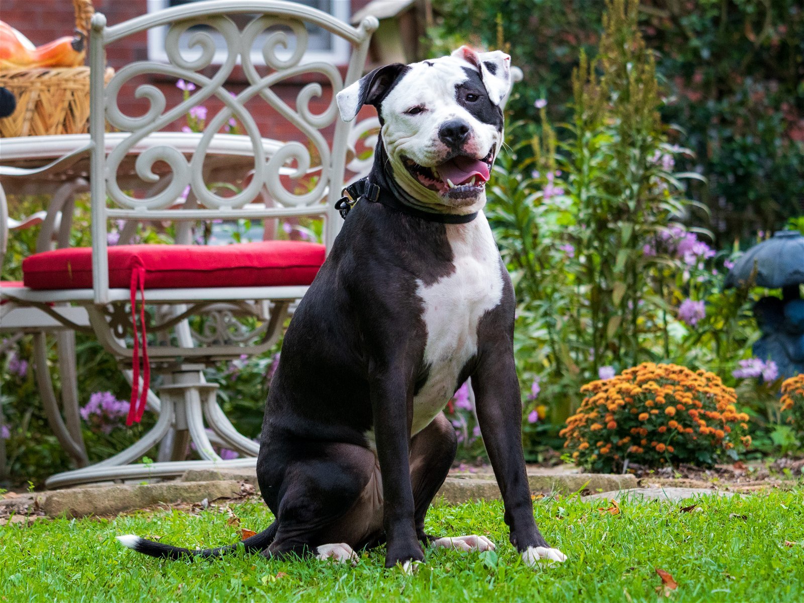 GENERAL KNOX, an adoptable American Bulldog in Franklin, TN, 37069 | Photo Image 1