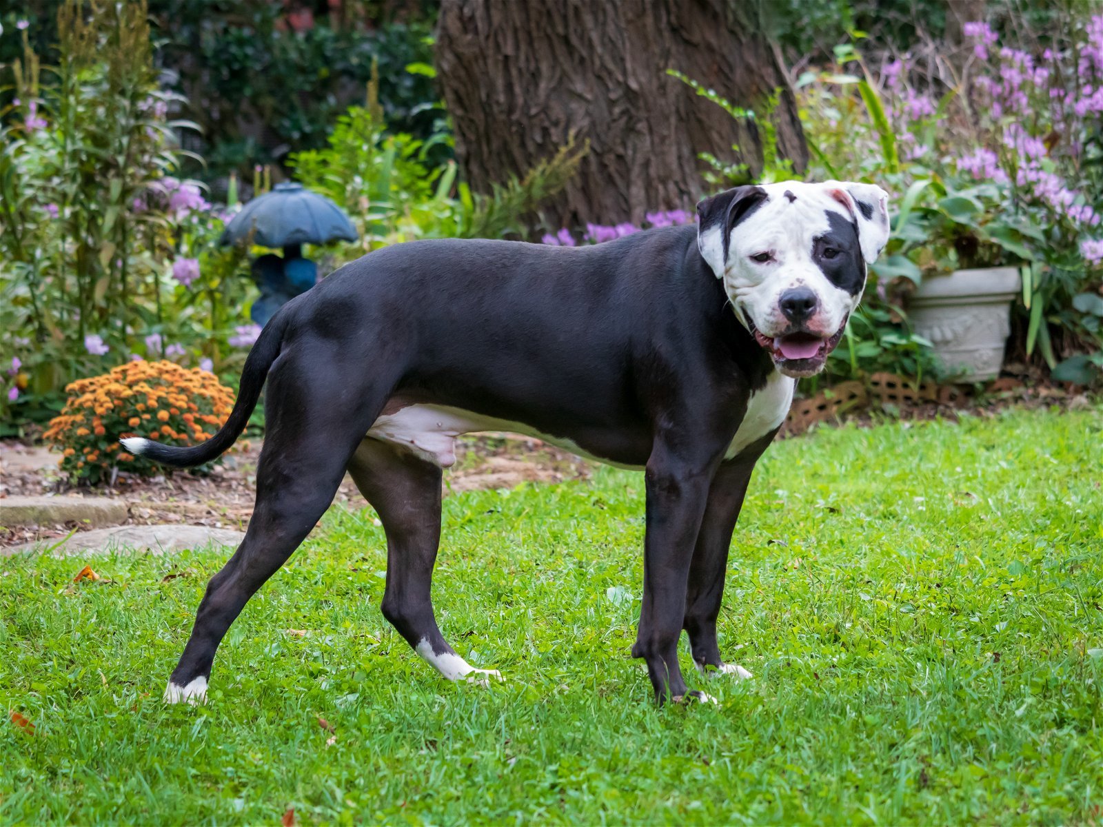 GENERAL KNOX, an adoptable American Bulldog in Franklin, TN, 37069 | Photo Image 2