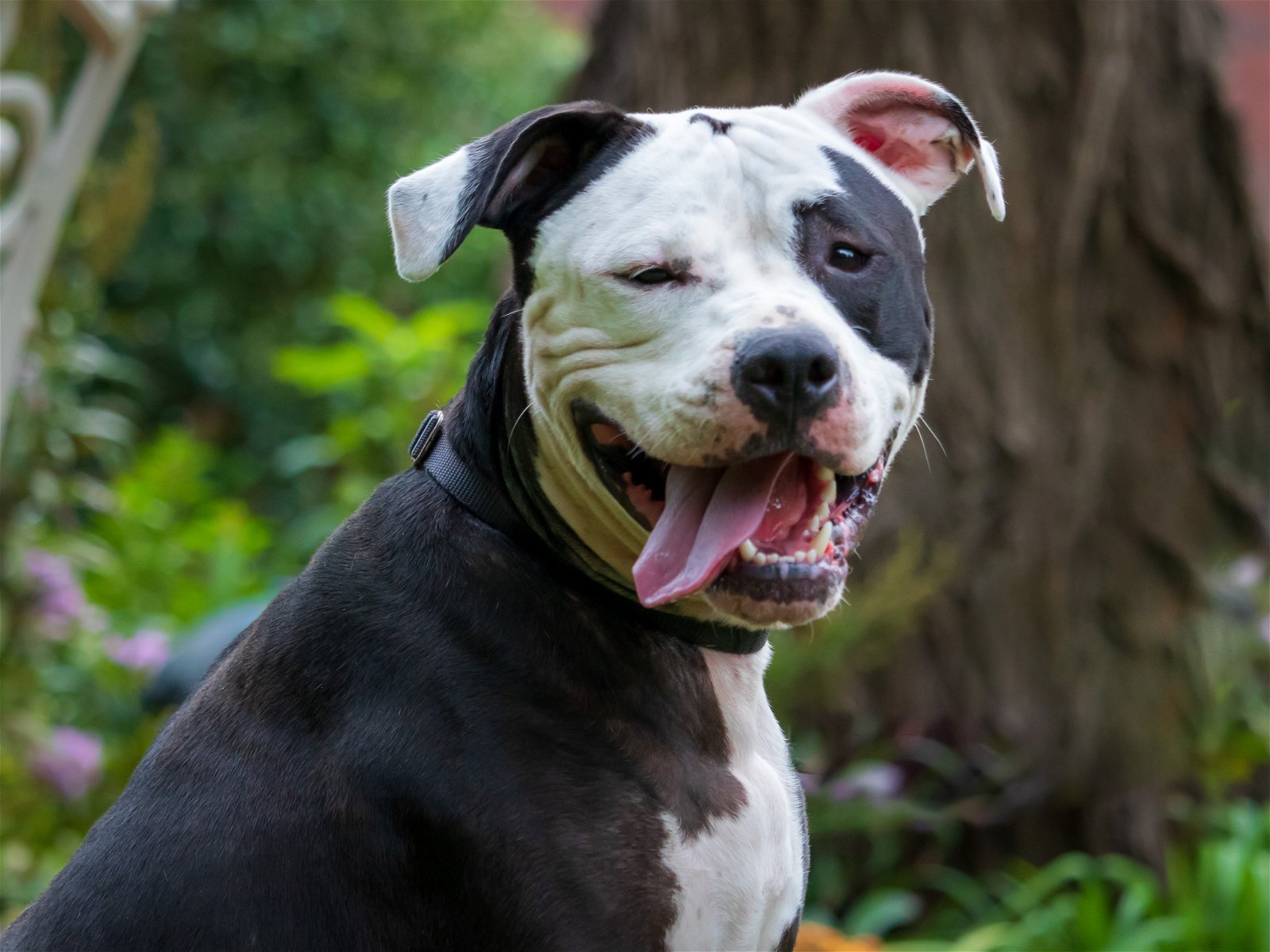 GENERAL KNOX, an adoptable American Bulldog in Franklin, TN, 37069 | Photo Image 3