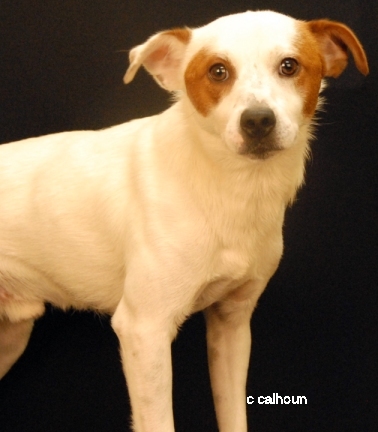 Indiana Bones or Indi, an adoptable Jack Russell Terrier in Newland, NC, 28657 | Photo Image 2