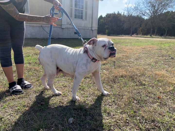 Dog for adoption Harleigh, an English Bulldog in Austin