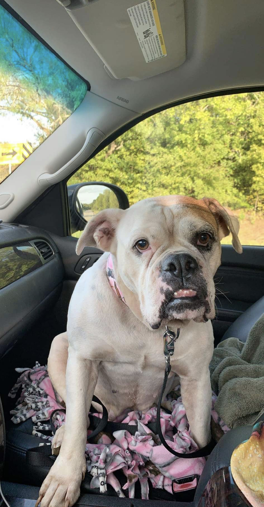 Dog for adoption Harleigh, an English Bulldog in Austin