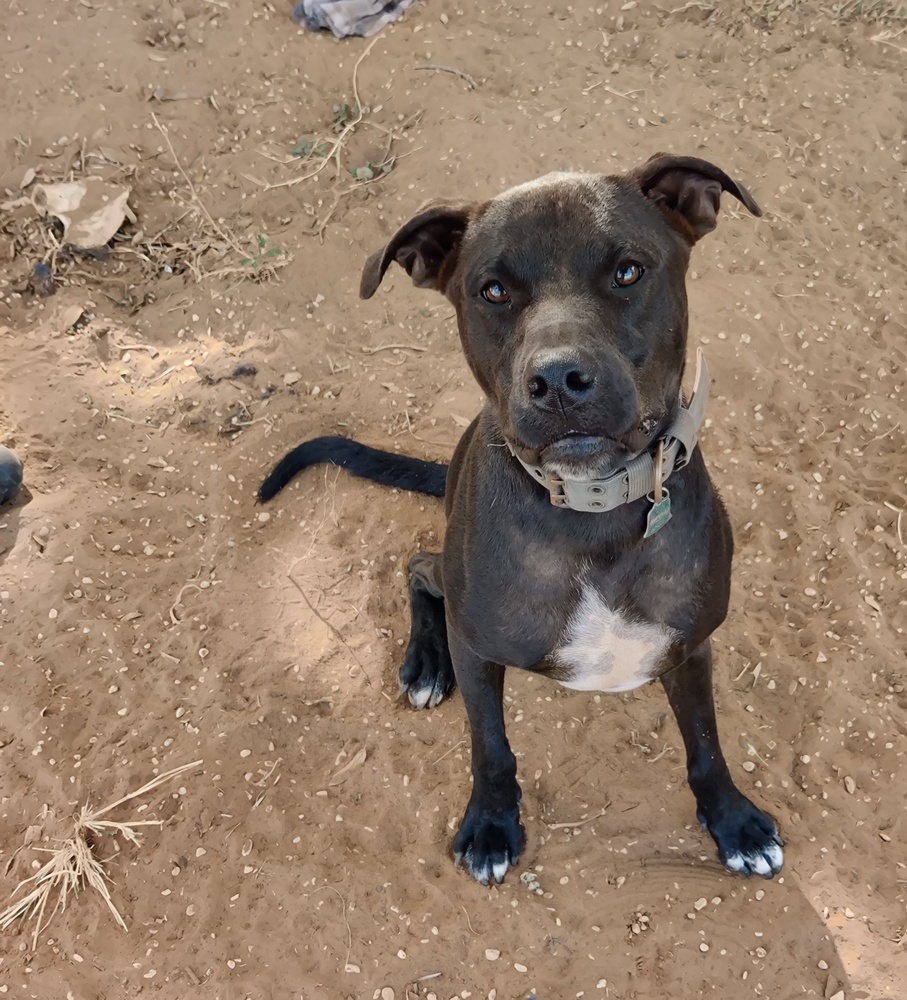 Lucky, an adoptable Pit Bull Terrier in San Antonio, TX, 78264 | Photo Image 1