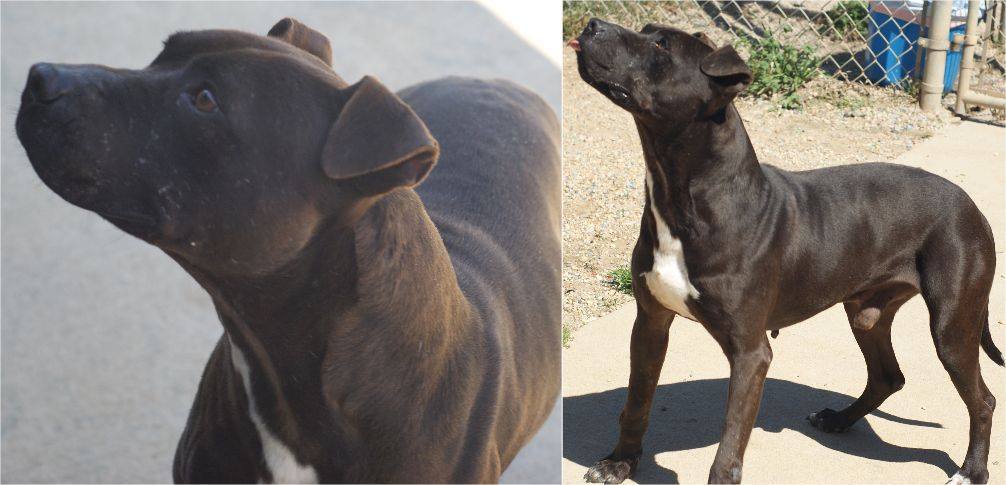 Domino, an adoptable Pit Bull Terrier in Staley, NC, 27355 | Photo Image 1