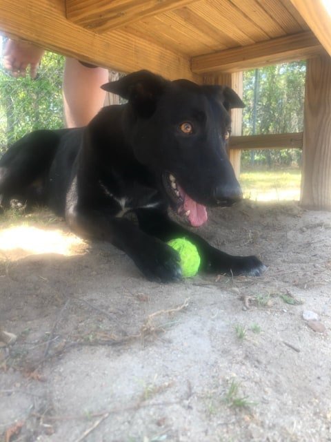 Ace, an adoptable German Shepherd Dog, Belgian Shepherd / Malinois in Orangeburg, SC, 29118 | Photo Image 1