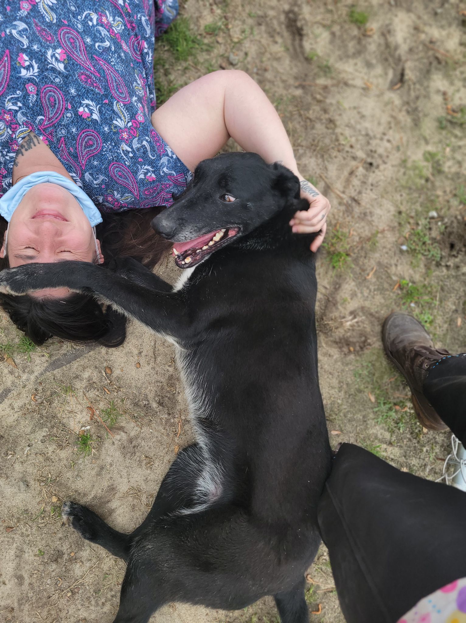 Ace, an adoptable German Shepherd Dog, Belgian Shepherd / Malinois in Orangeburg, SC, 29118 | Photo Image 2