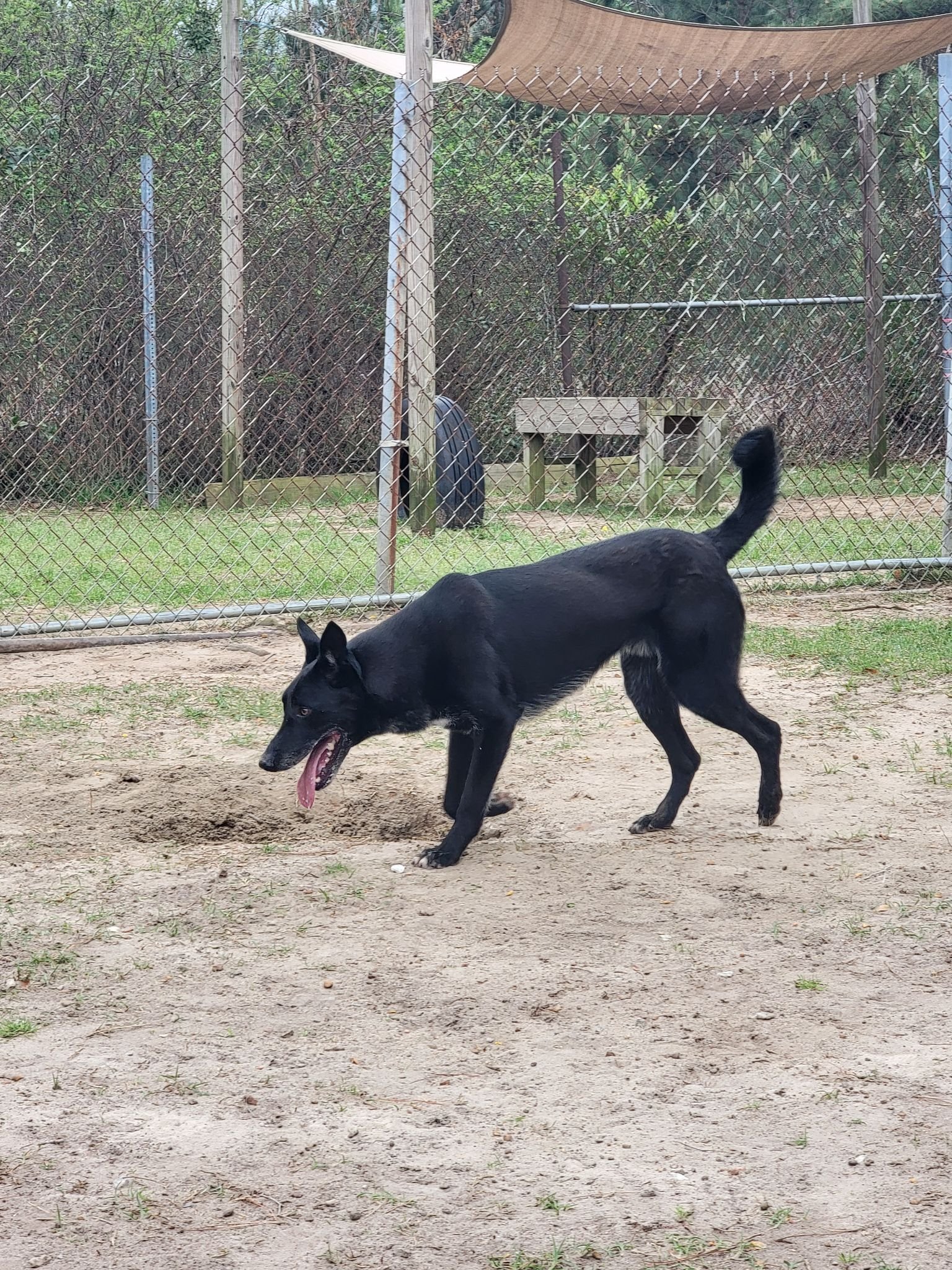 Ace, an adoptable German Shepherd Dog, Belgian Shepherd / Malinois in Orangeburg, SC, 29118 | Photo Image 3