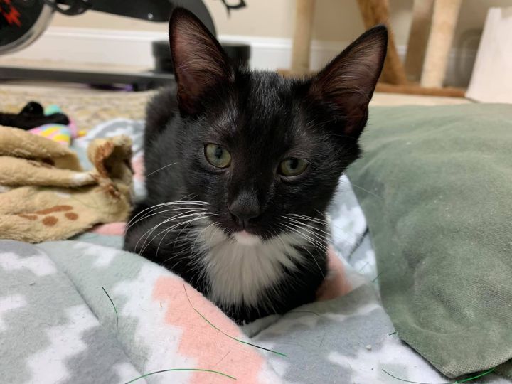 Connor, an adoptable Tuxedo & Domestic Short Hair Mix in Chesapeake Beach, MD