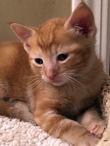 Cat For Adoption Volcano A Domestic Short Hair In Atlanta Ga Petfinder