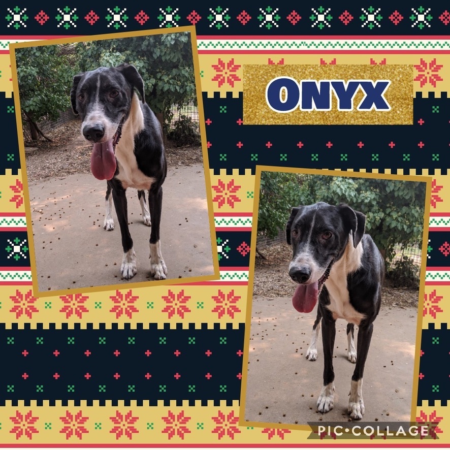 Onyx, an adoptable Great Dane, Greyhound in Amarillo, TX, 79105 | Photo Image 1