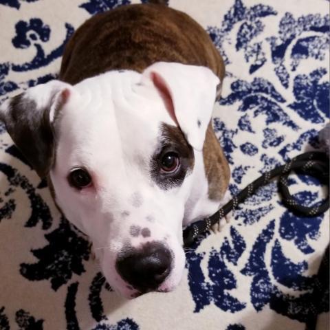 Dog for adoption - Alfonso, a Pit Bull Terrier in South ...
