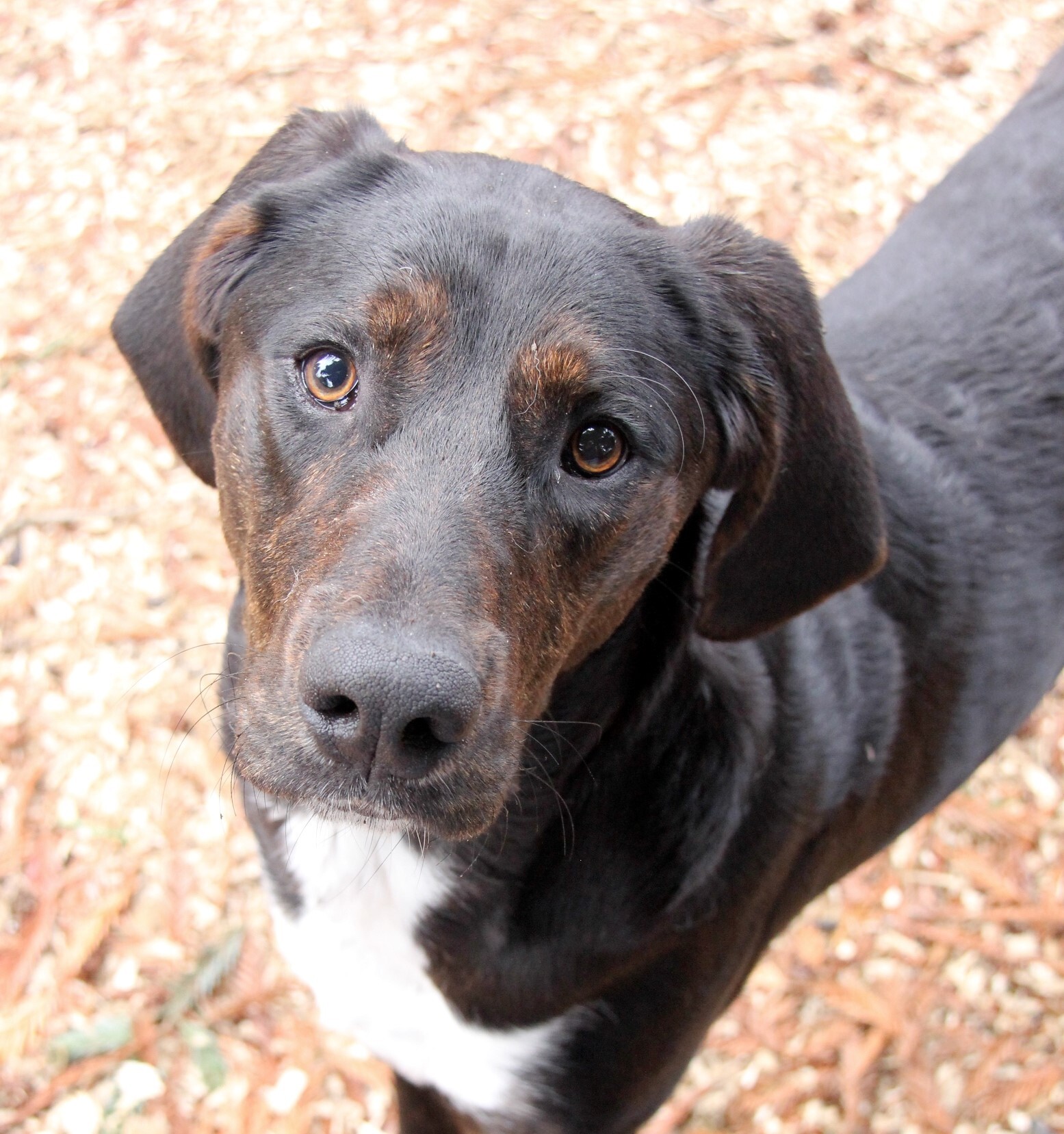 Dog for adoption - Hank, a Plott Hound & Treeing Walker Coonhound Mix