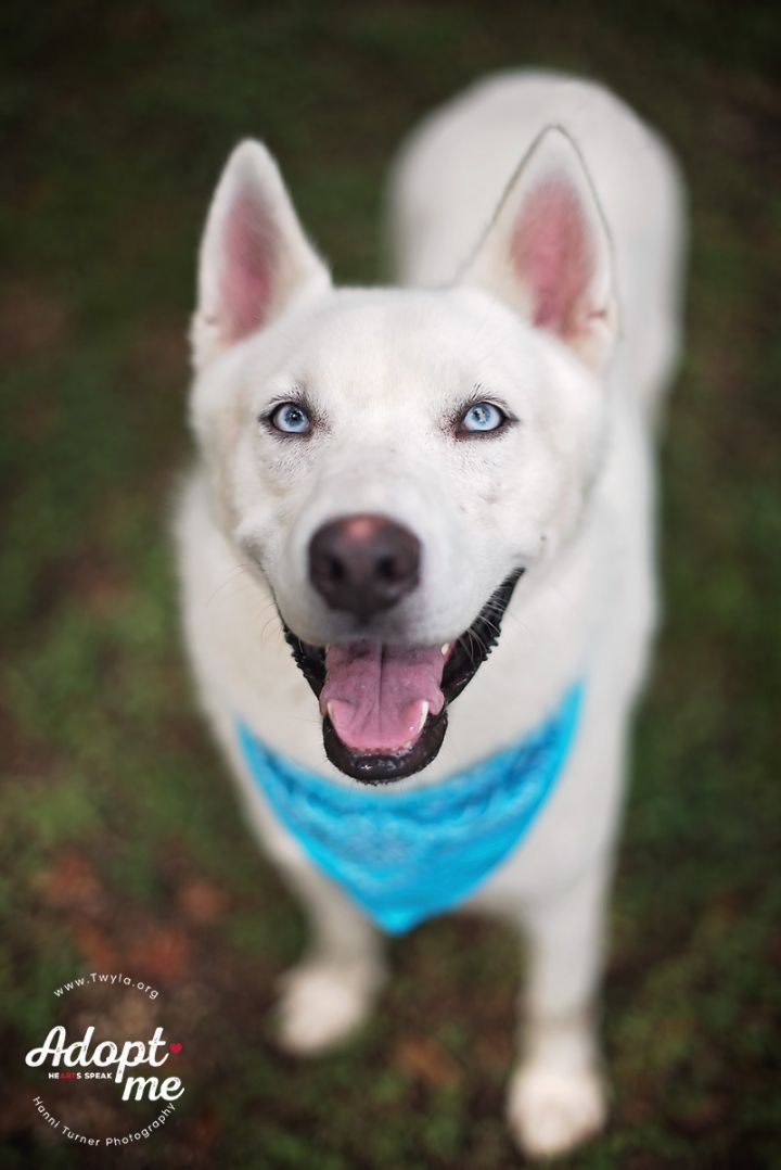 Picasso, an adopted Siberian Husky in Kingwood, TX_image-2