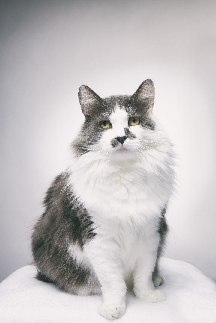 Chingon, an adopted Domestic Medium Hair in Los Angeles, CA_image-4