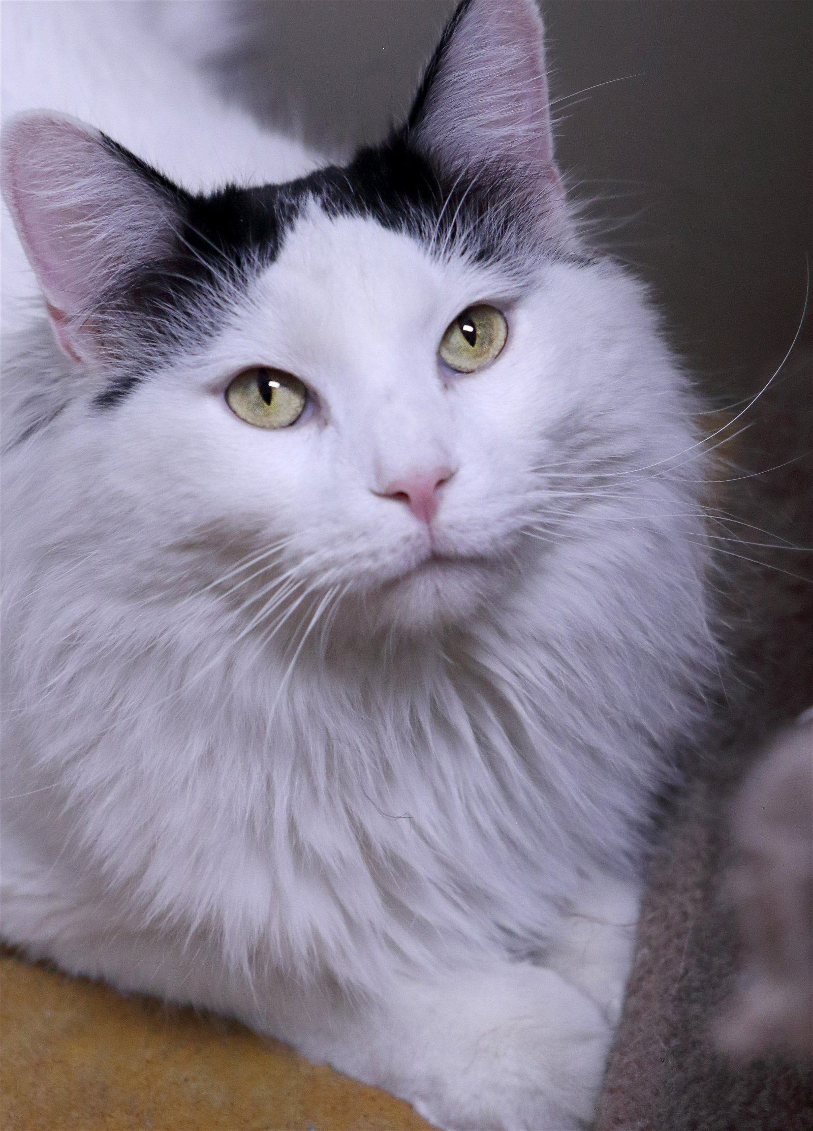 Sammy, an adoptable Domestic Long Hair in Austin, MN, 55912 | Photo Image 1