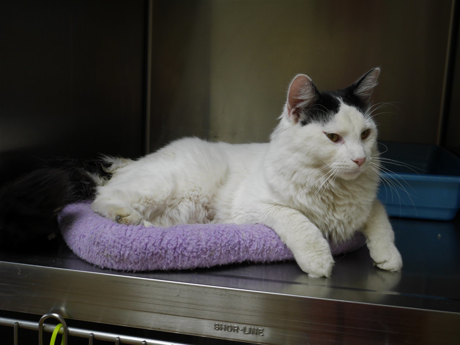 Sammy, an adoptable Domestic Long Hair in Austin, MN, 55912 | Photo Image 2