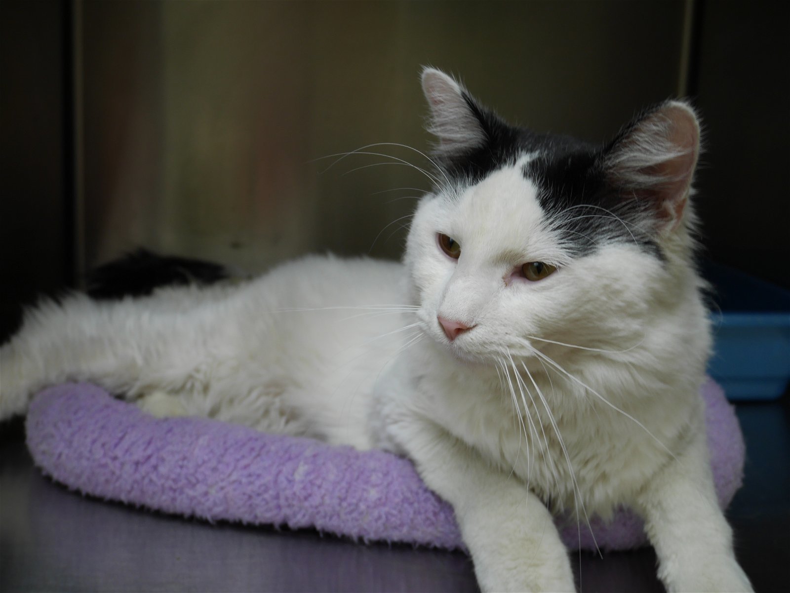 Sammy, an adoptable Domestic Long Hair in Austin, MN, 55912 | Photo Image 3