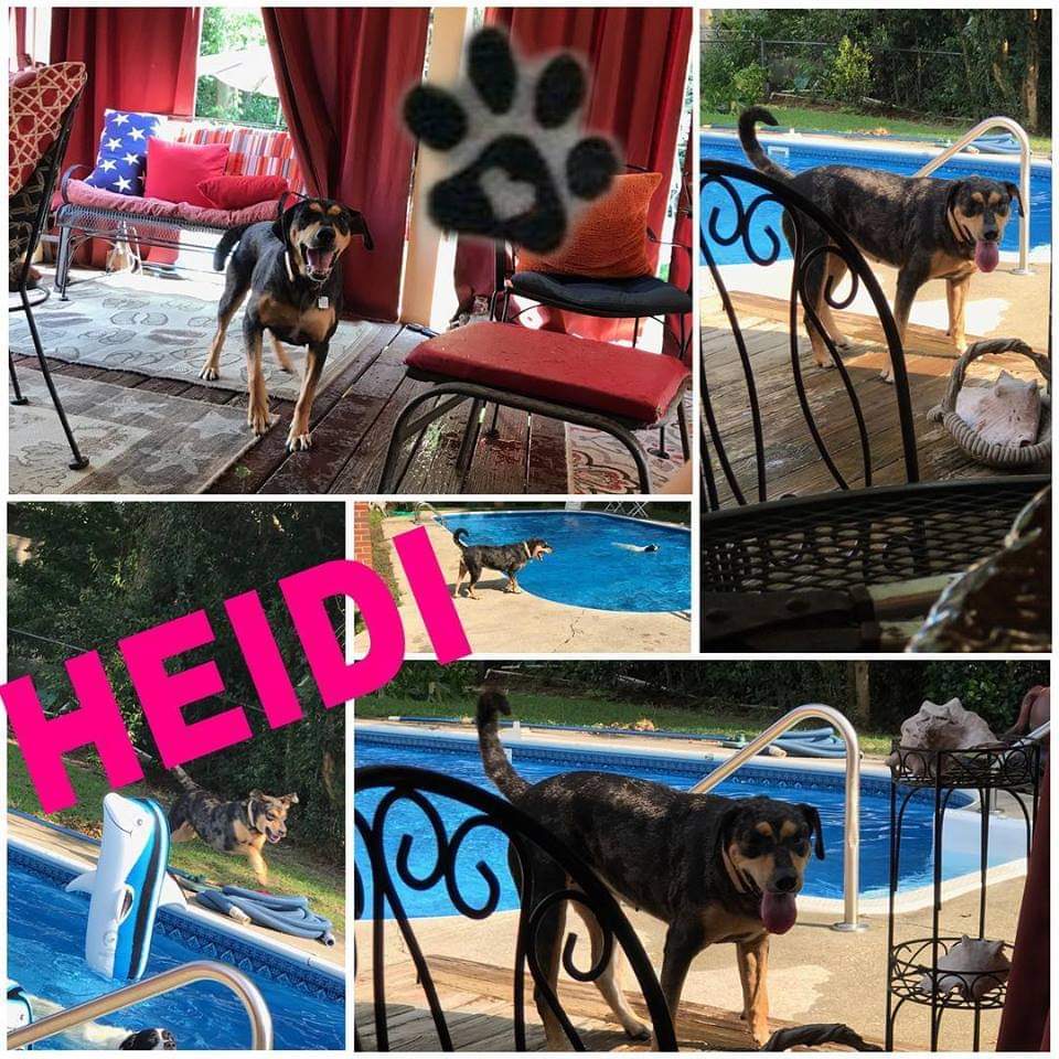 Heidi, an adoptable Catahoula Leopard Dog in Fayetteville, NC, 28306 | Photo Image 1