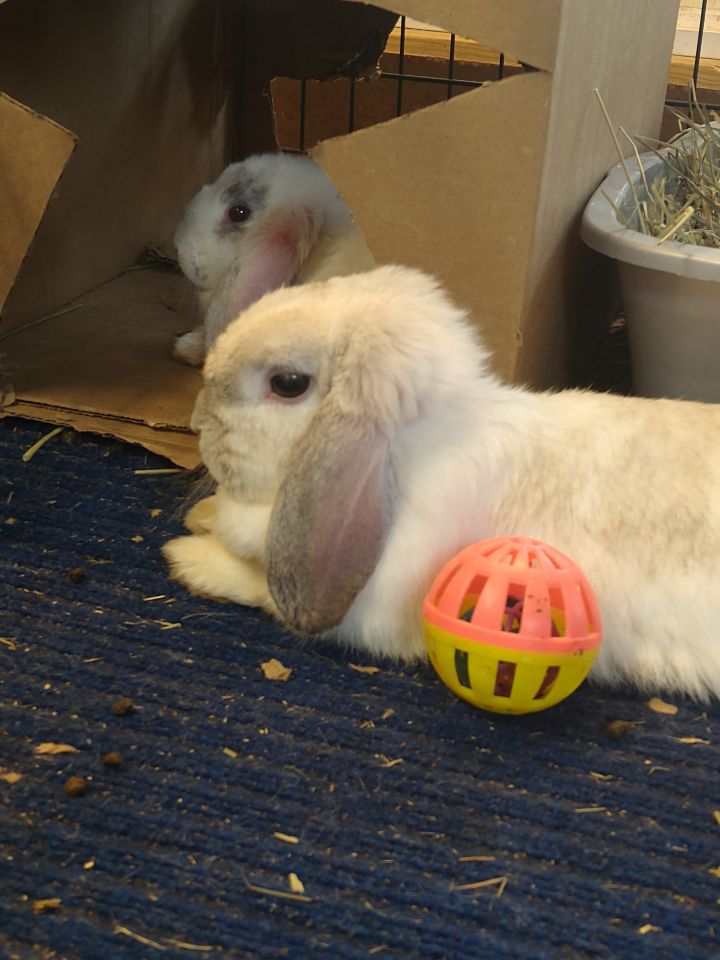 Rabbit For Adoption Bindi And Heidi A Holland Lop In Hahira Ga Petfinder