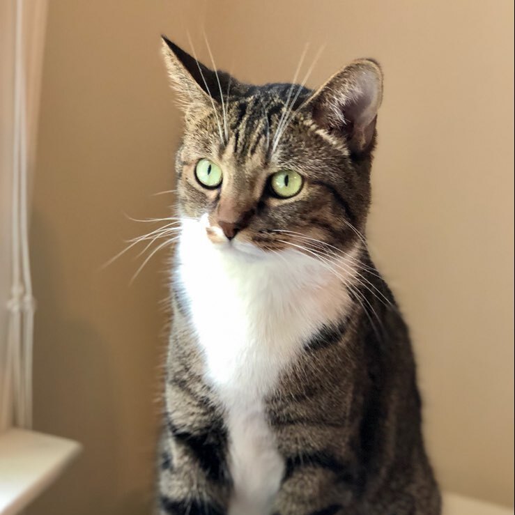 Bashful, an adoptable Tabby, Domestic Short Hair in Nashville, TN, 37216 | Photo Image 5